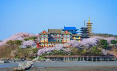 2026 충남 벚꽃 사찰