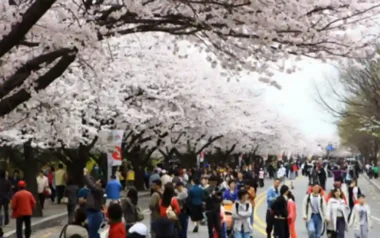 2026년 서울 봄꽃 명소