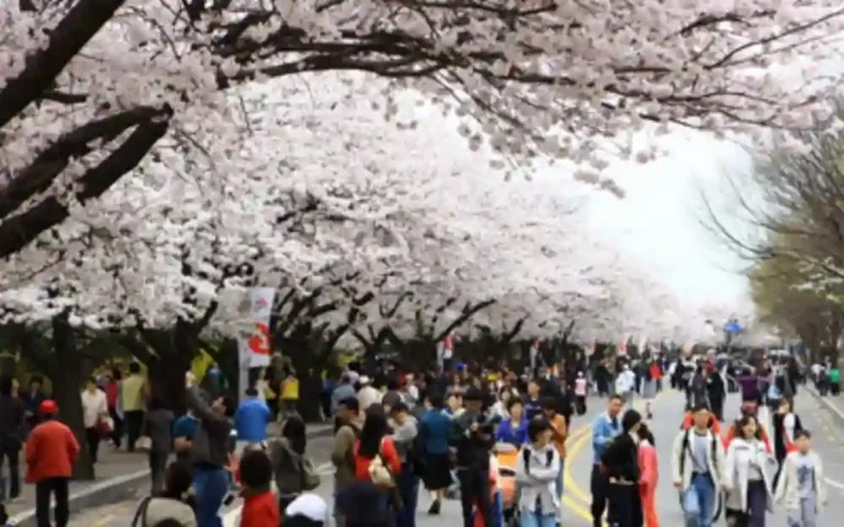 영등포 여의도 벚꽃_서울시 스토리 홈페이지