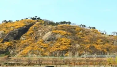 2026년 서울 봄꽃길 175선