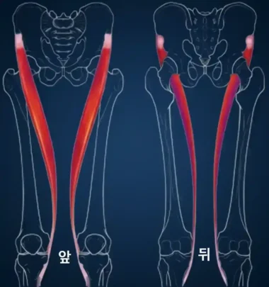 인체에서 가장 긴 근육인 봉공근