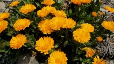 멕시코 망자의 날