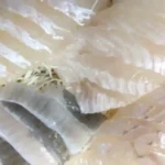 광어회, 생선회_resized