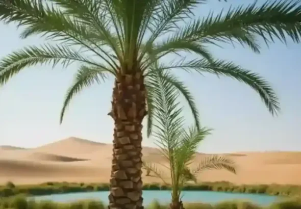 복원된 고대 대추야자가 현대의 연구 환경에서 안정적으로 성장한다.(사진=AI 생성 이미지)