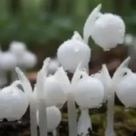 수정난풀은 엽록소가 없어 순백의 투명한 빛을 띤다.(사진=AI 생성 이미지)