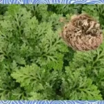 건조한 환경에서 부활초는 스스로 몸을 둥글게 말아 수분 증발을 억제한다.(사진=AI 생성 이미지)