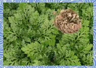 부활초의 생존술