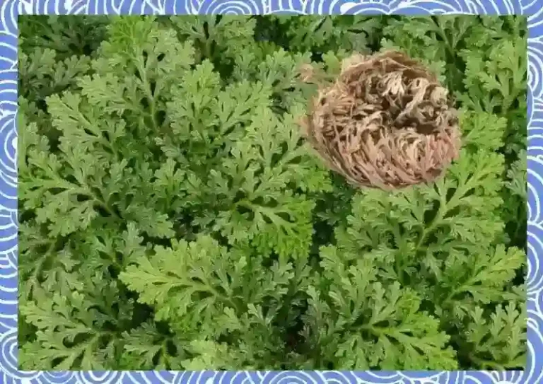 건조한 환경에서 부활초는 스스로 몸을 둥글게 말아 수분 증발을 억제한다.(사진=AI 생성 이미지)