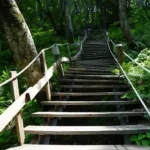 울릉도 성인봉 천국의계단, 등산, 숲속(사진=더뉴스메디칼)
