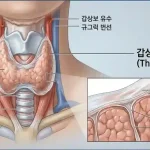 갑상선, 피막, 구조도, 후두_resized