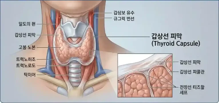 갑상선, 피막, 구조도, 후두_resized